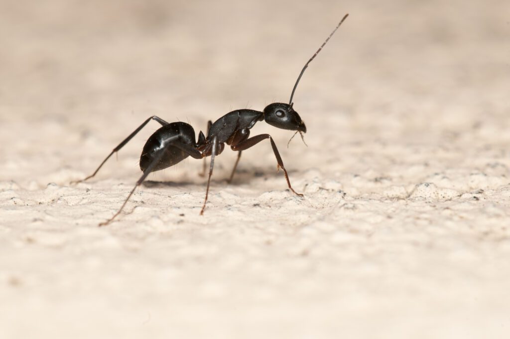 Ant Isolated On The Ground