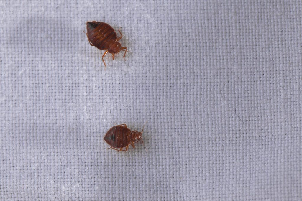 Bed Bug Cimex Crawling